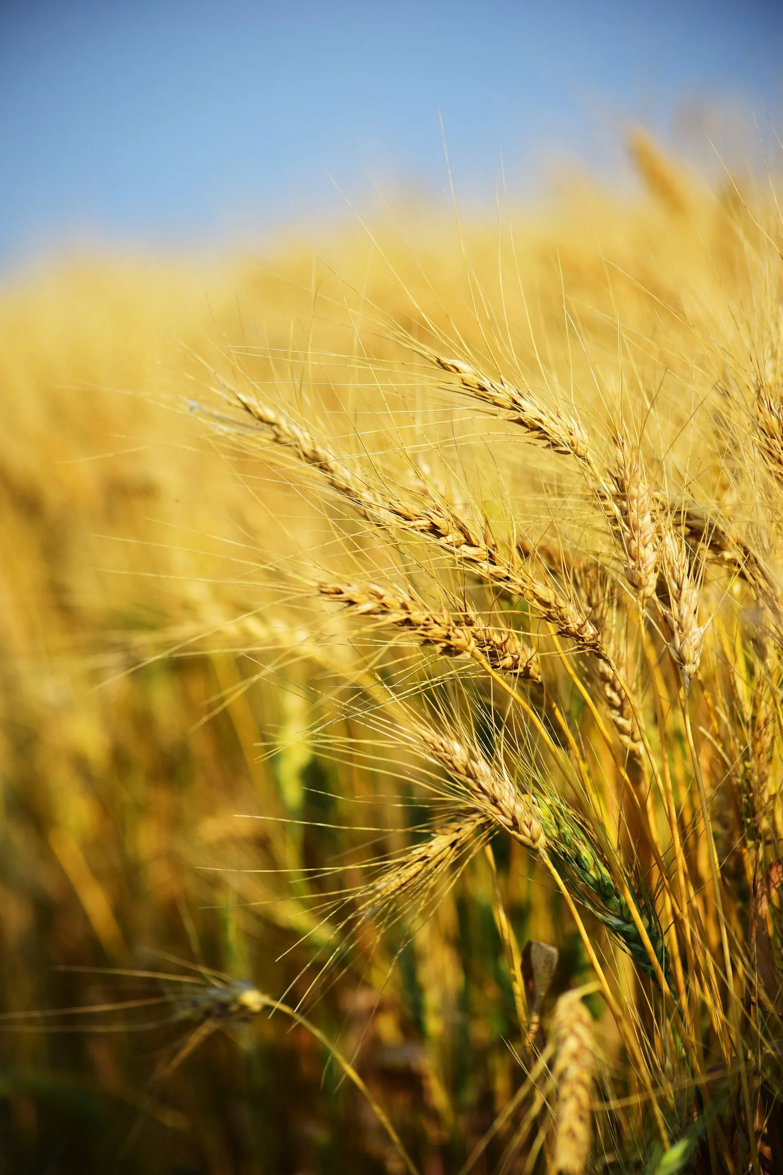 Un campo di grano maturo alla luce calda; fotografia illustrativa.